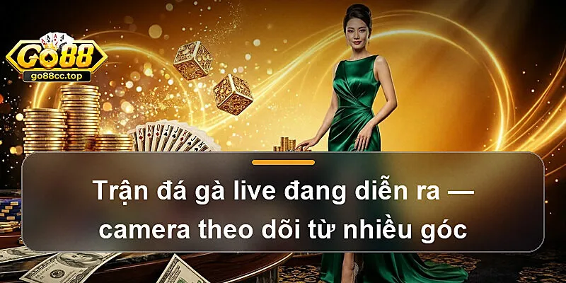 Trận đá gà live đang diễn ra — camera theo dõi từ nhiều góc