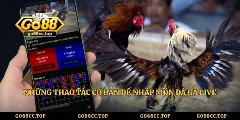 Những thao tác cơ bản để nhập môn đá gà live